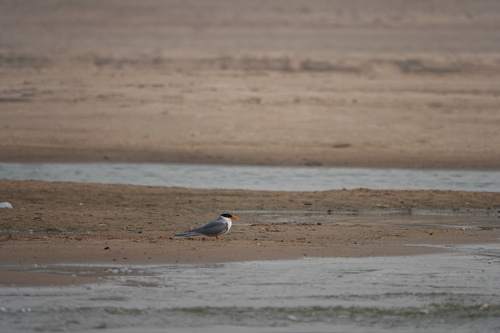River Tern