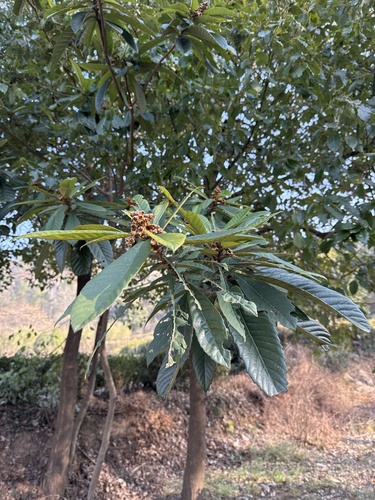 Loquat