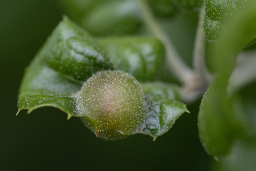 iNaturalist observation photo of Gall Wasps