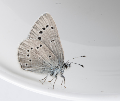 iNaturalist observation photo of Silvery Blue