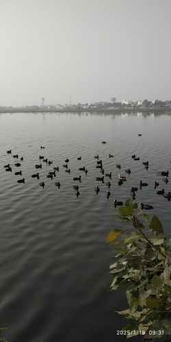 Eurasian Coot