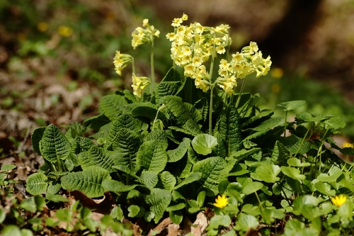 Oxlip