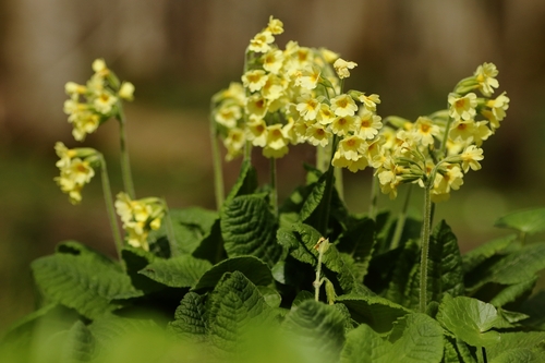 Oxlip