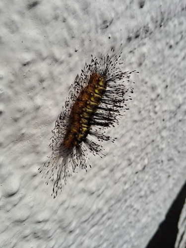 Megalopyge urens
