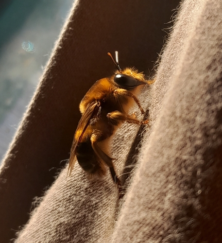 Ptiloglossa eximia