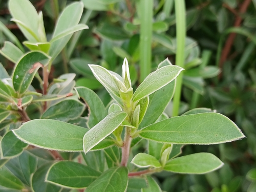 Bluebush