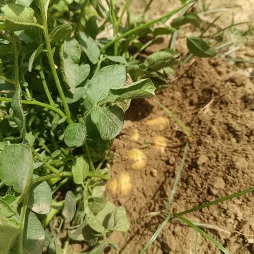 potato