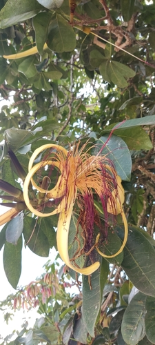 provision tree