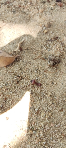 Atta opaciceps