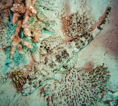 Indian Ocean Crocodilefish — seen at this dive site