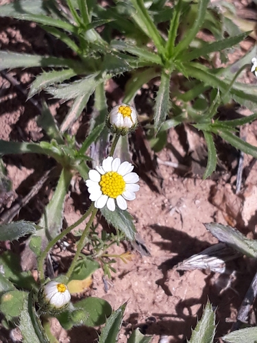 Annual Daisy