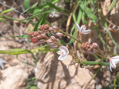 Annual Asphodel