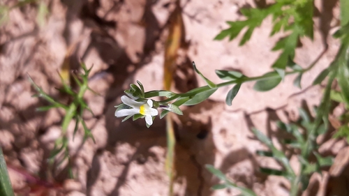 Linaria albifrons