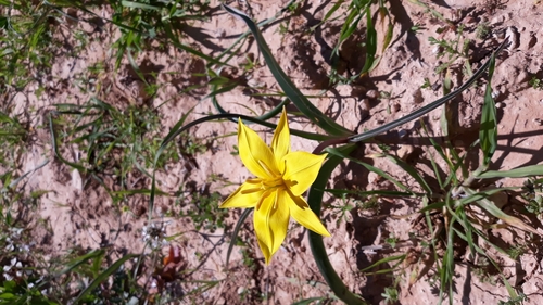 Tulipa sylvestris australis