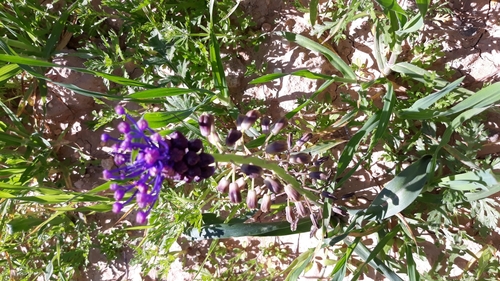Tassel Hyacinth