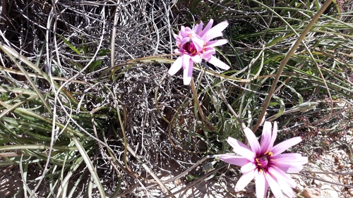 Pseudopodospermum undulatum undulatum