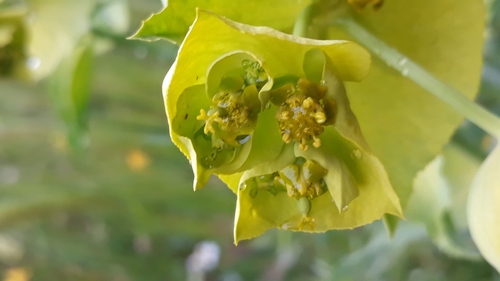 serrated spurge