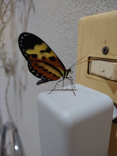 Polymnia Tigerwing