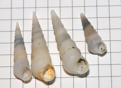 Mesalia mesal