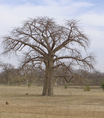 African baobab