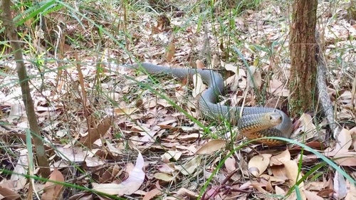Eastern Brown Snake sighting
