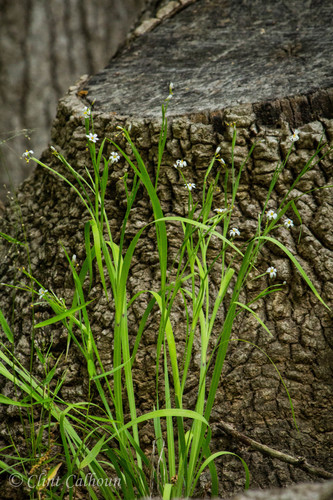 Sisyrinchium dichotomum