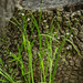 Sisyrinchium dichotomum - Photo (c) clintcalhoun@bellsouth.net, todos los derechos reservados