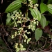 Aciotis acuminifolia - Photo (c) Marcos Silveira, todos los derechos reservados, subido por Marcos Silveira