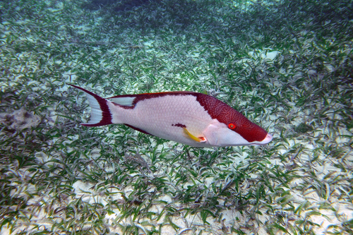 Hogfish