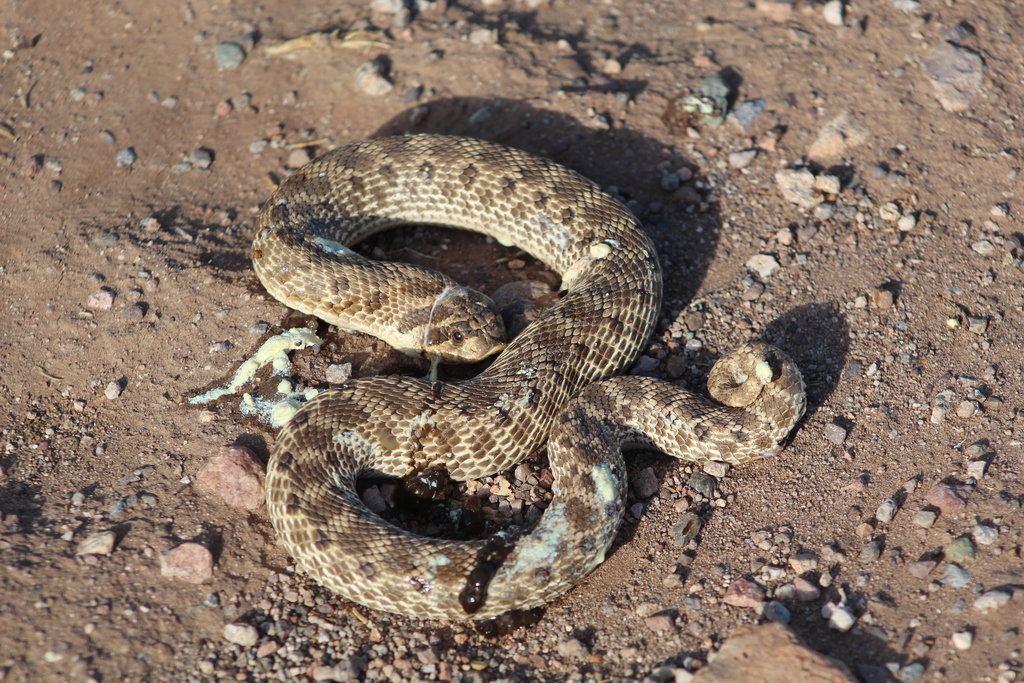 Mexican Hognose Snake in July 2019 by Cédric Duhalde · iNaturalist