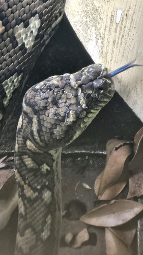 Coastal Carpet Python sighting