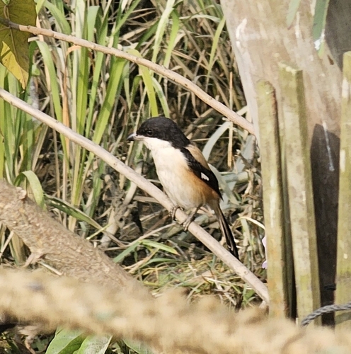 Long-tailed Shrike