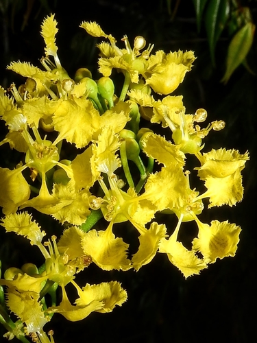 Banisteriopsis lyrata