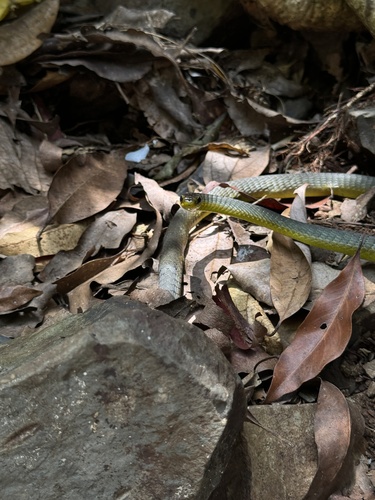 Common Tree Snake sighting