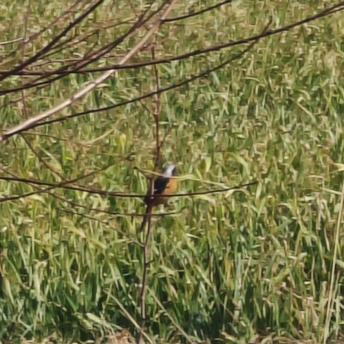 Daurian Redstart