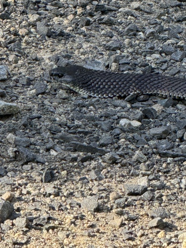 Tiger Snake sighting