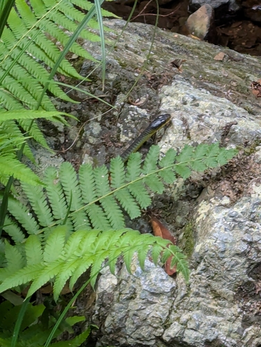 Common Tree Snake sighting