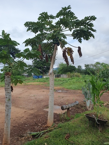 Papaya