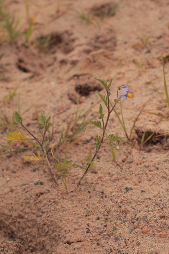 Solanum gilioides