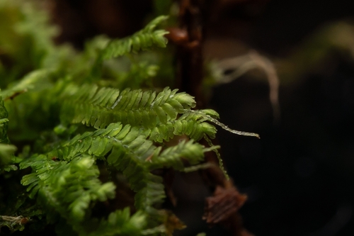 Acromastigum inaequilaterum