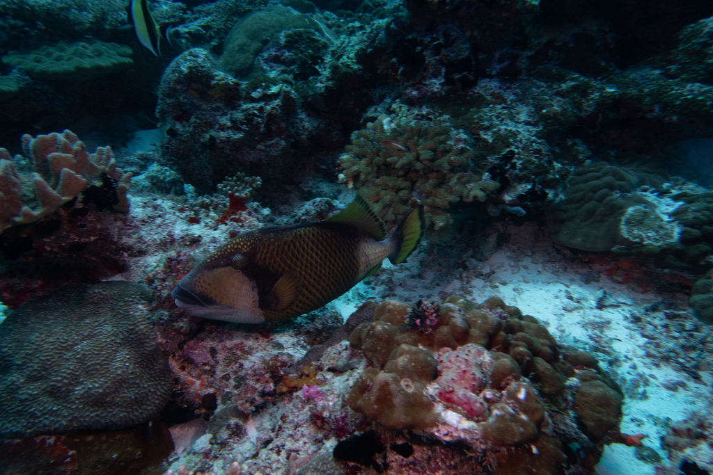 Titan Triggerfish