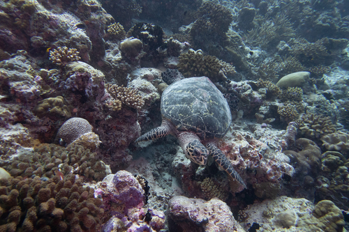 Hawksbill Sea Turtle — seen at this dive site
