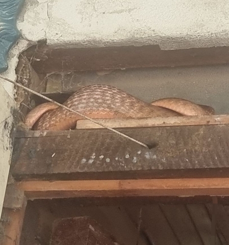 Brown Tree Snake sighting