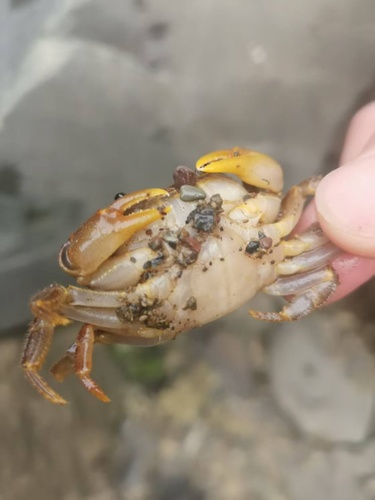Longpotamon styxum