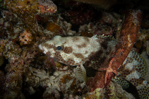 Foursaddle Grouper — seen at this dive site