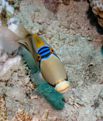 Arabian Picasso Triggerfish — seen at this dive site
