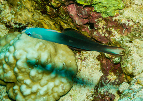Twotone Dartfish — seen at this dive site