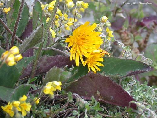 Confused Hawkweed (Hieracium britannicoides)