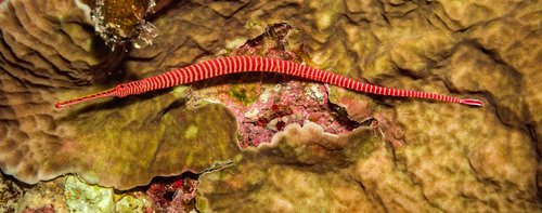 Many-Banded Pipefish — seen at this dive site