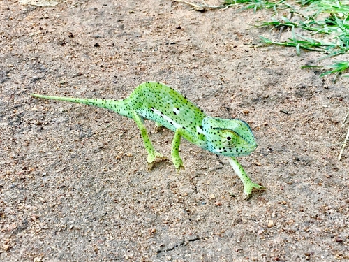 Flap-necked Chameleon